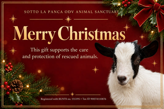 Digital charity Christmas card supporting rescued animals at Sotto La Panca Sanctuary