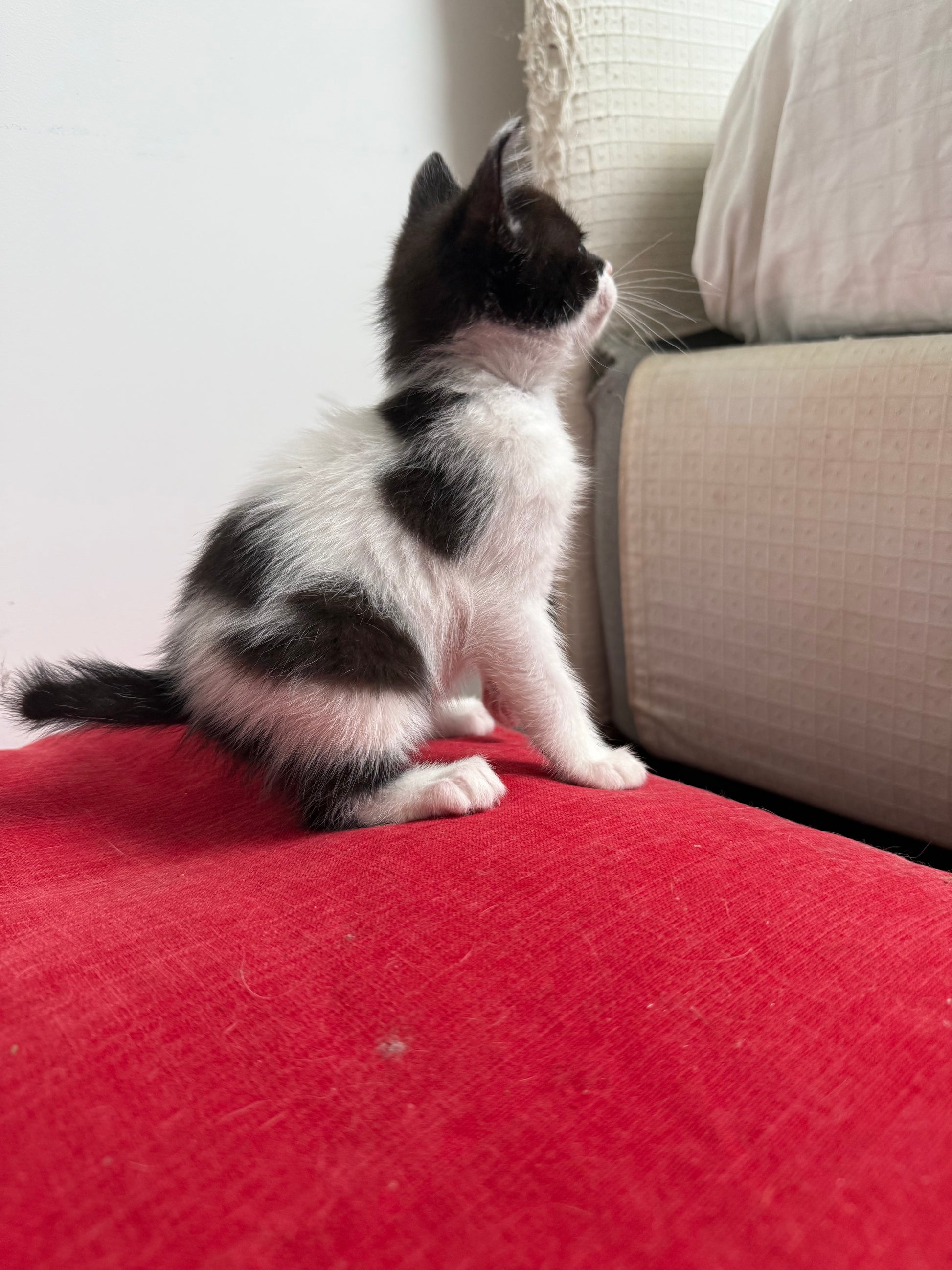 Desy, gattina salvata del Santuario Sotto la Panca, disponibile per l’adozione a distanza insieme alla sua mamma Victoria e ai suoi due fratellini.